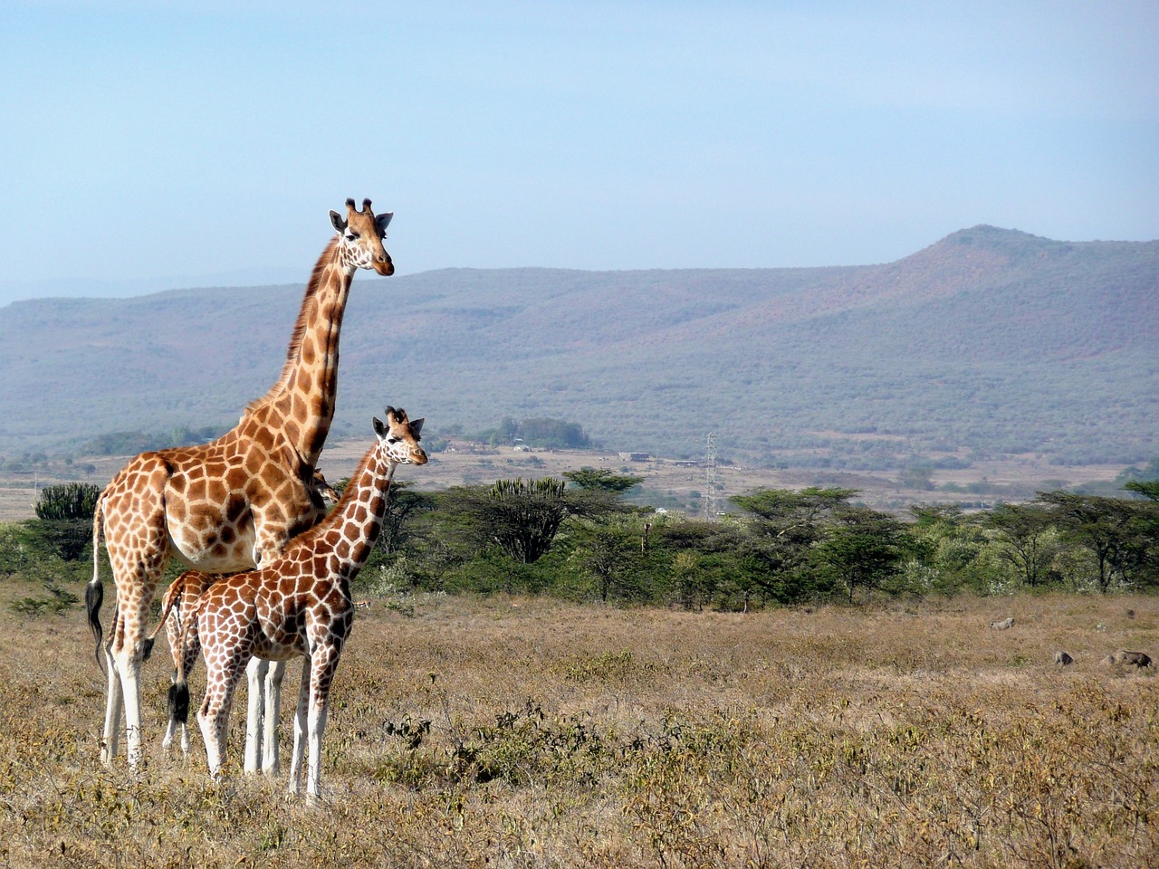 giraffe, kenya, kigio-1955126.jpg